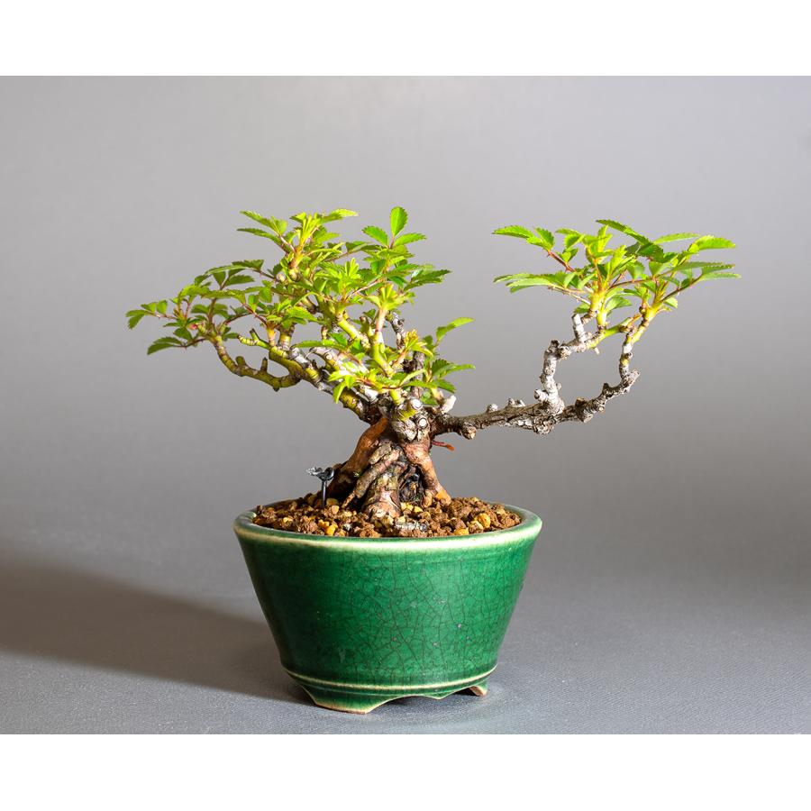 ミニ盆栽　ノバラ盆栽　野薔薇（のばら・小さな盆栽 野バラ）小盆栽　4293 |  | 03