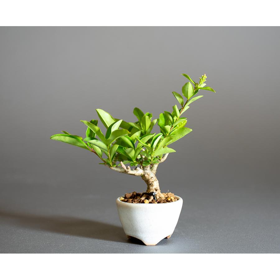 ミニ盆栽　イボタノキ盆栽　荒皮水蝋の木（いぼたのき・ミニ盆栽 水蝋の木）小さな盆栽　4295 | 