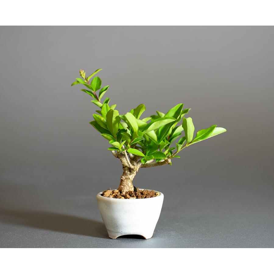 ミニ盆栽　イボタノキ盆栽　荒皮水蝋の木（いぼたのき・ミニ盆栽 水蝋の木）小さな盆栽　4295 |  | 01