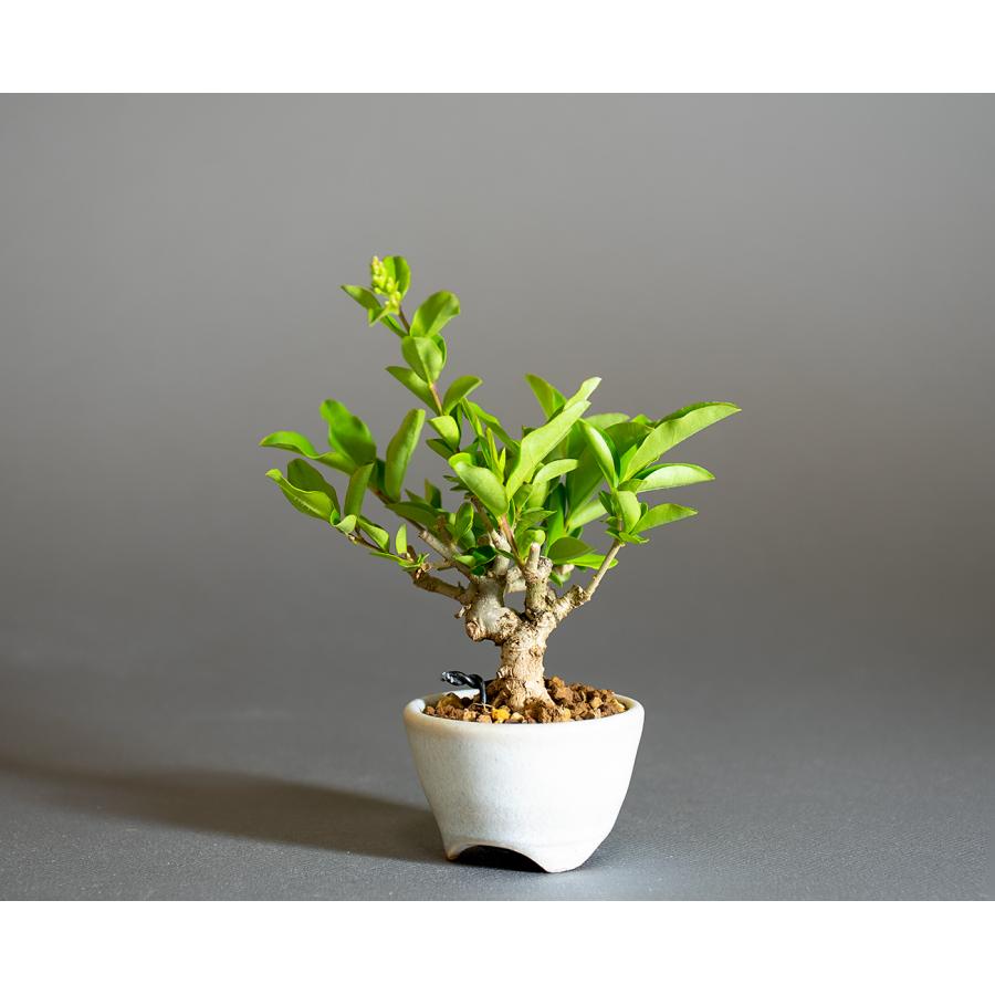 ミニ盆栽　イボタノキ盆栽　荒皮水蝋の木（いぼたのき・ミニ盆栽 水蝋の木）小さな盆栽　4295 |  | 02