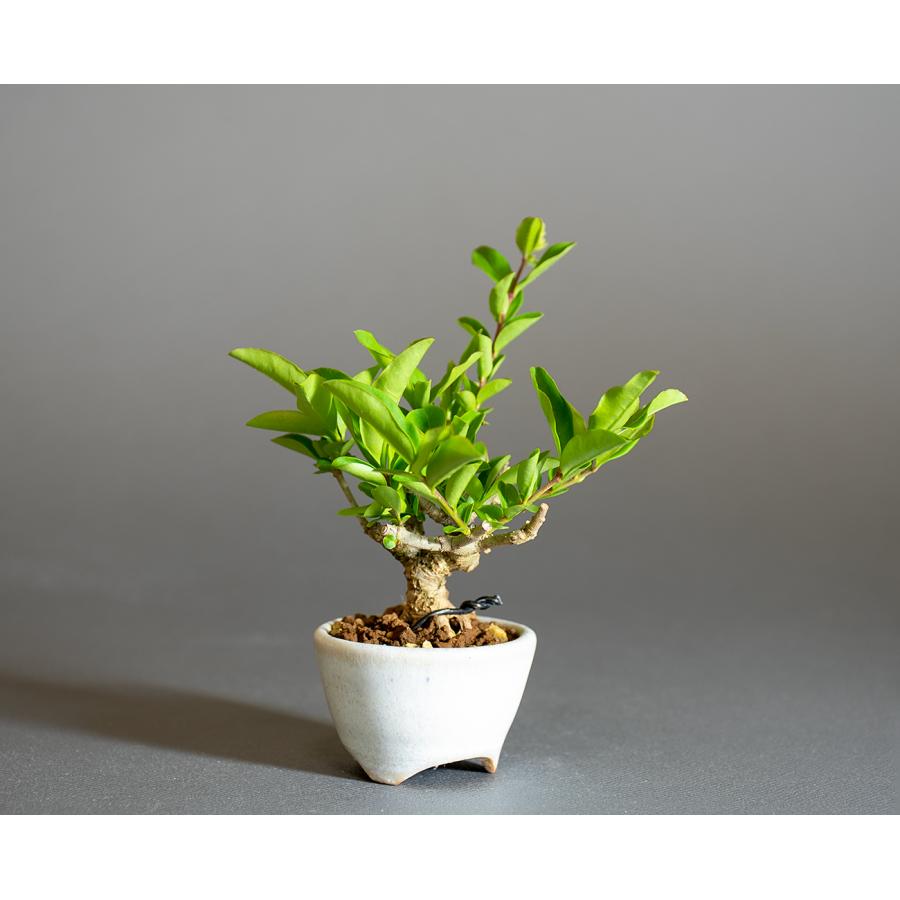 ミニ盆栽　イボタノキ盆栽　荒皮水蝋の木（いぼたのき・ミニ盆栽 水蝋の木）小さな盆栽　4295 |  | 03