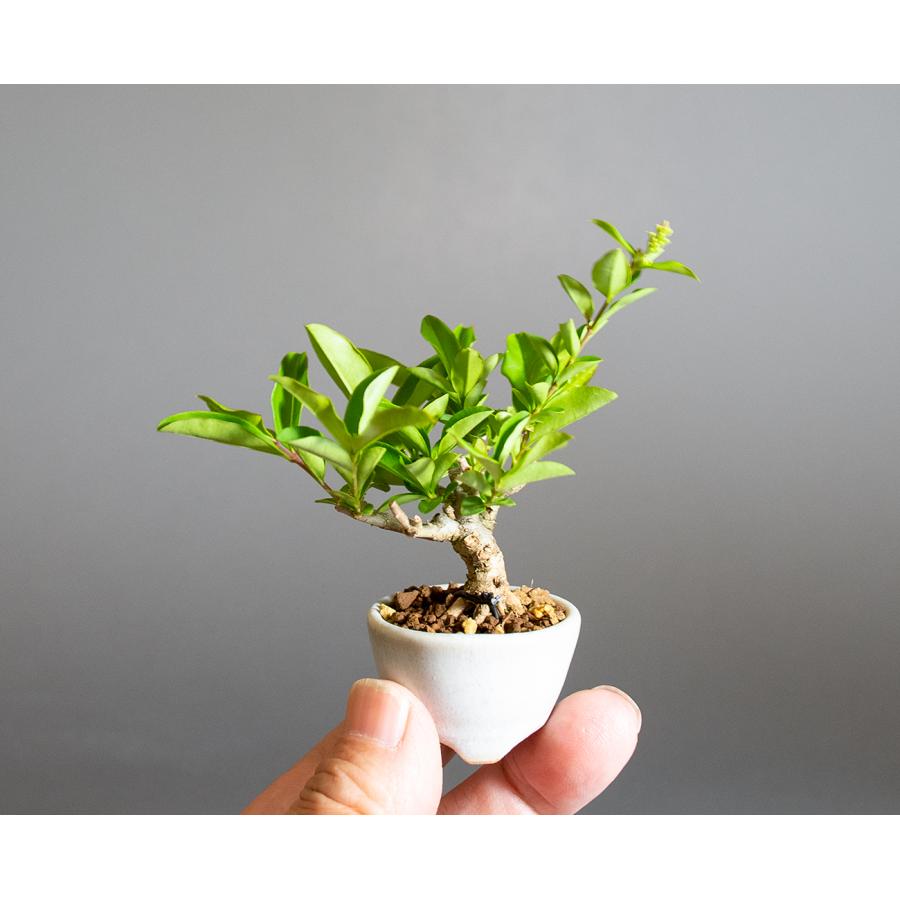 ミニ盆栽　イボタノキ盆栽　荒皮水蝋の木（いぼたのき・ミニ盆栽 水蝋の木）小さな盆栽　4295 |  | 05