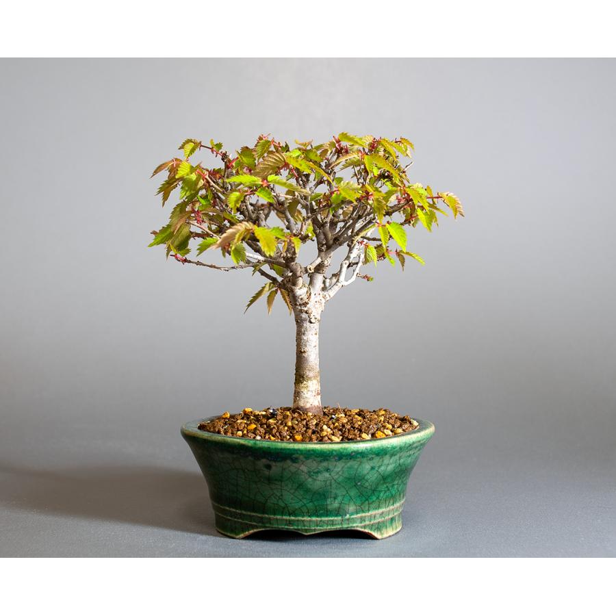 盆栽　ケヤキ盆栽　欅（けやき・ミニ盆栽 箒立ち欅）小品盆栽　4296 |  | 01