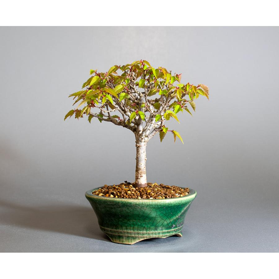 盆栽　ケヤキ盆栽　欅（けやき・ミニ盆栽 箒立ち欅）小品盆栽　4296 |  | 03