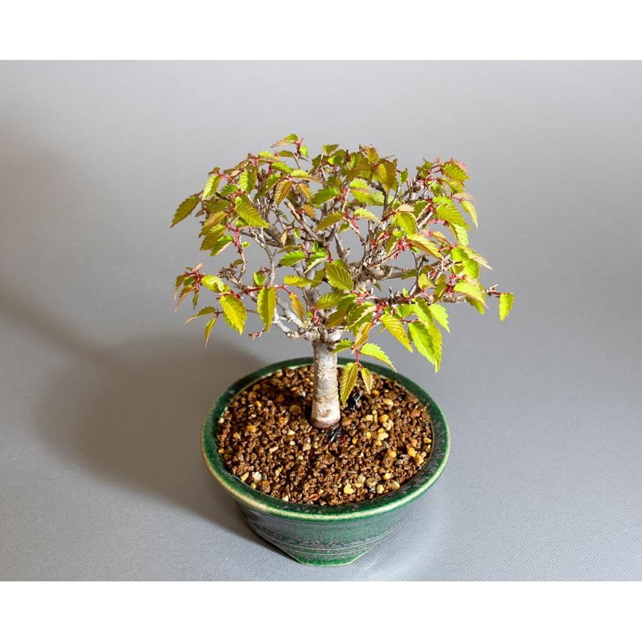 盆栽　ケヤキ盆栽　欅（けやき・ミニ盆栽 箒立ち欅）小品盆栽　4296 |  | 04