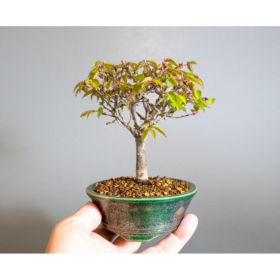 盆栽　ケヤキ盆栽　欅（けやき・ミニ盆栽 箒立ち欅）小品盆栽　4296 |  | 05