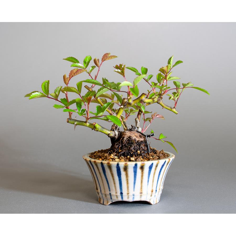 ミニ盆栽　ノバラ盆栽　野薔薇（のばら・小さな盆栽 野バラ）小盆栽　4297 |  | 01