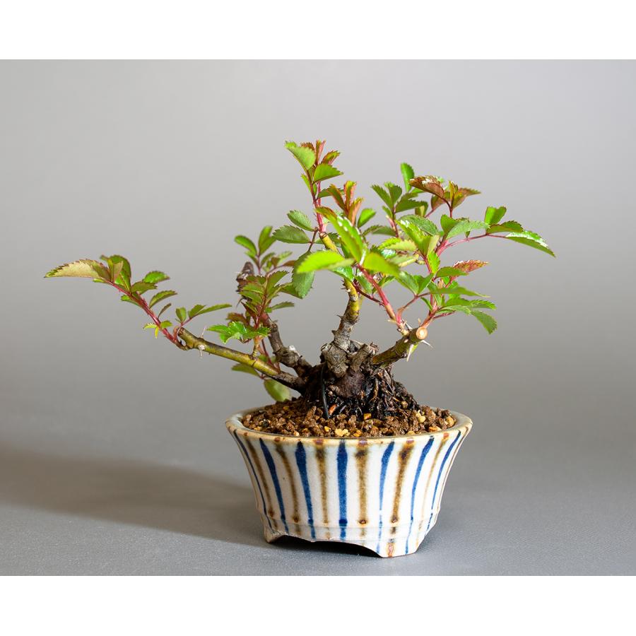 ミニ盆栽　ノバラ盆栽　野薔薇（のばら・小さな盆栽 野バラ）小盆栽　4297 |  | 02