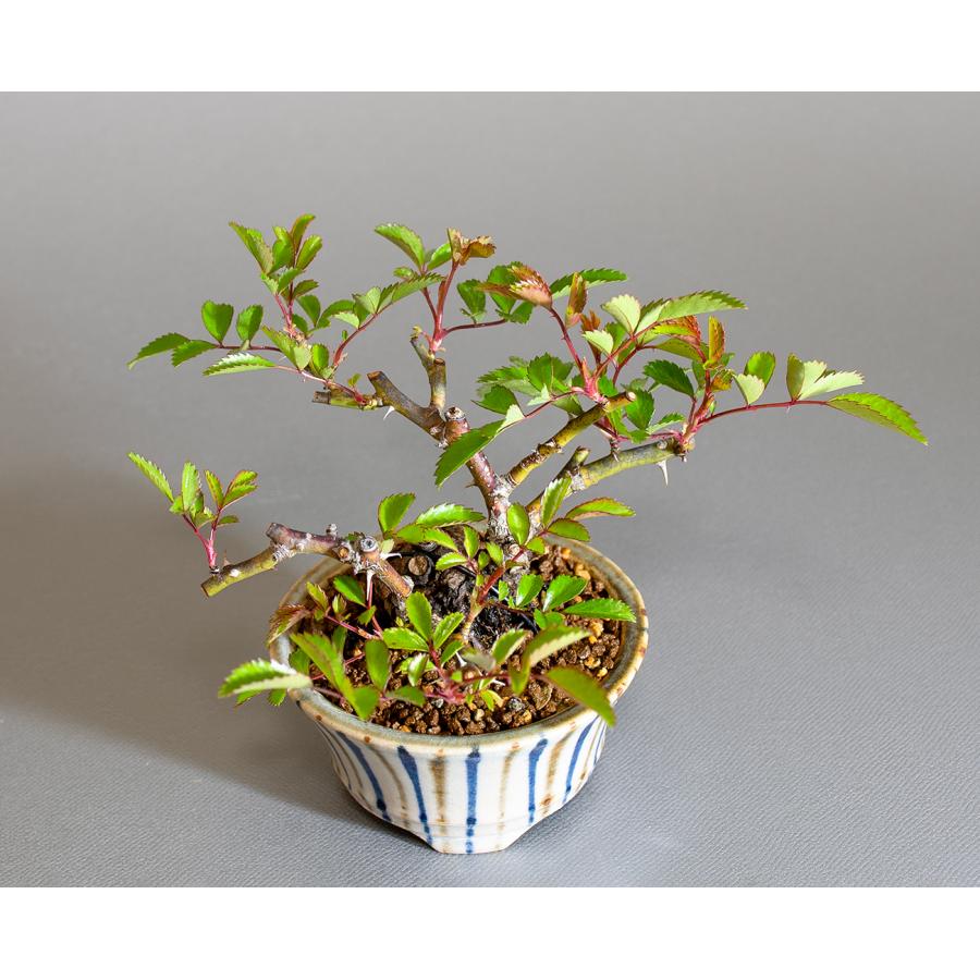 ミニ盆栽　ノバラ盆栽　野薔薇（のばら・小さな盆栽 野バラ）小盆栽　4297 |  | 04