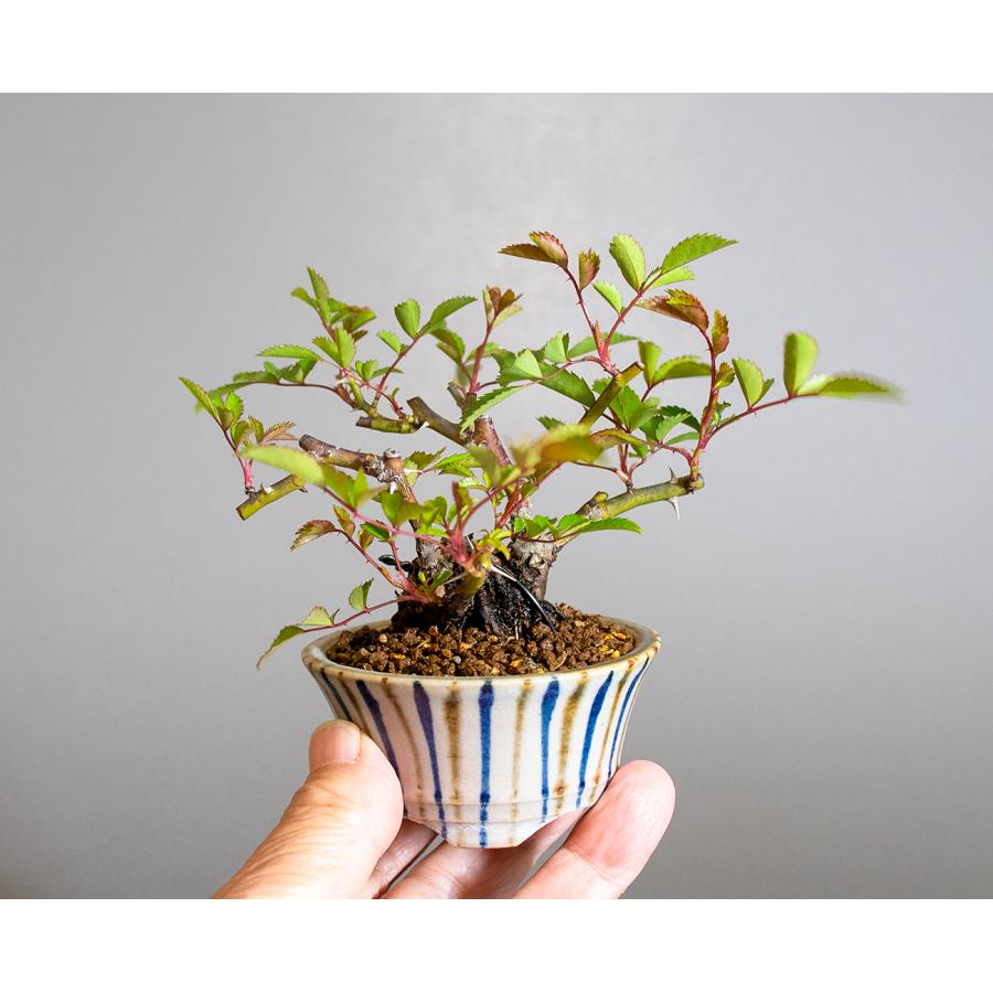 ミニ盆栽　ノバラ盆栽　野薔薇（のばら・小さな盆栽 野バラ）小盆栽　4297 |  | 05