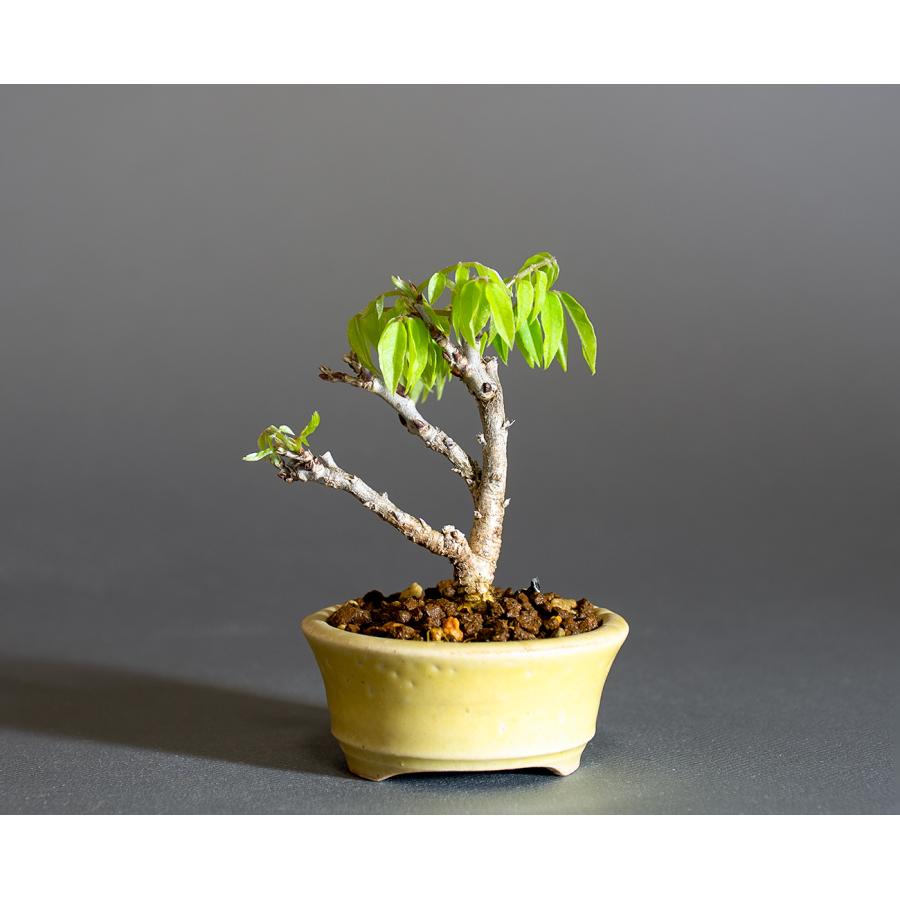 豆盆栽 コフジ盆栽 小藤（こふじ・小さな盆栽 ミニ盆栽 小藤）小盆栽