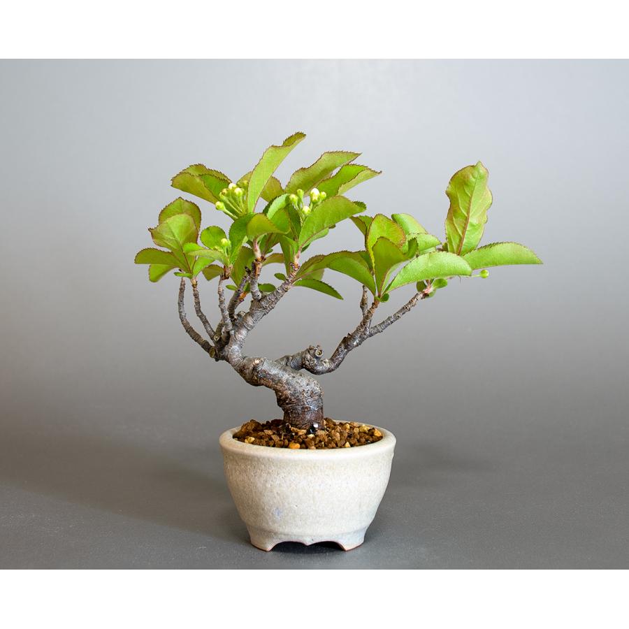 盆栽　カマツカ盆栽　鎌柄（かまつか・ミニ盆栽 日本鎌柄）小さな盆栽　4301 |  | 01