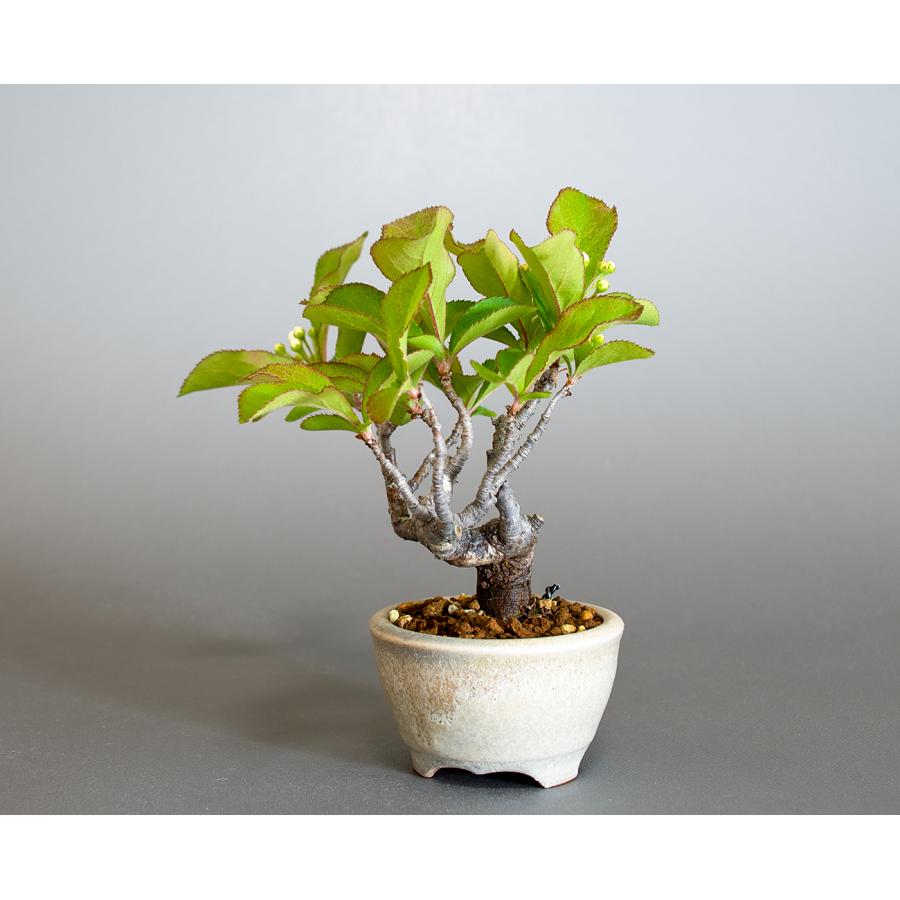 盆栽　カマツカ盆栽　鎌柄（かまつか・ミニ盆栽 日本鎌柄）小さな盆栽　4301 |  | 02