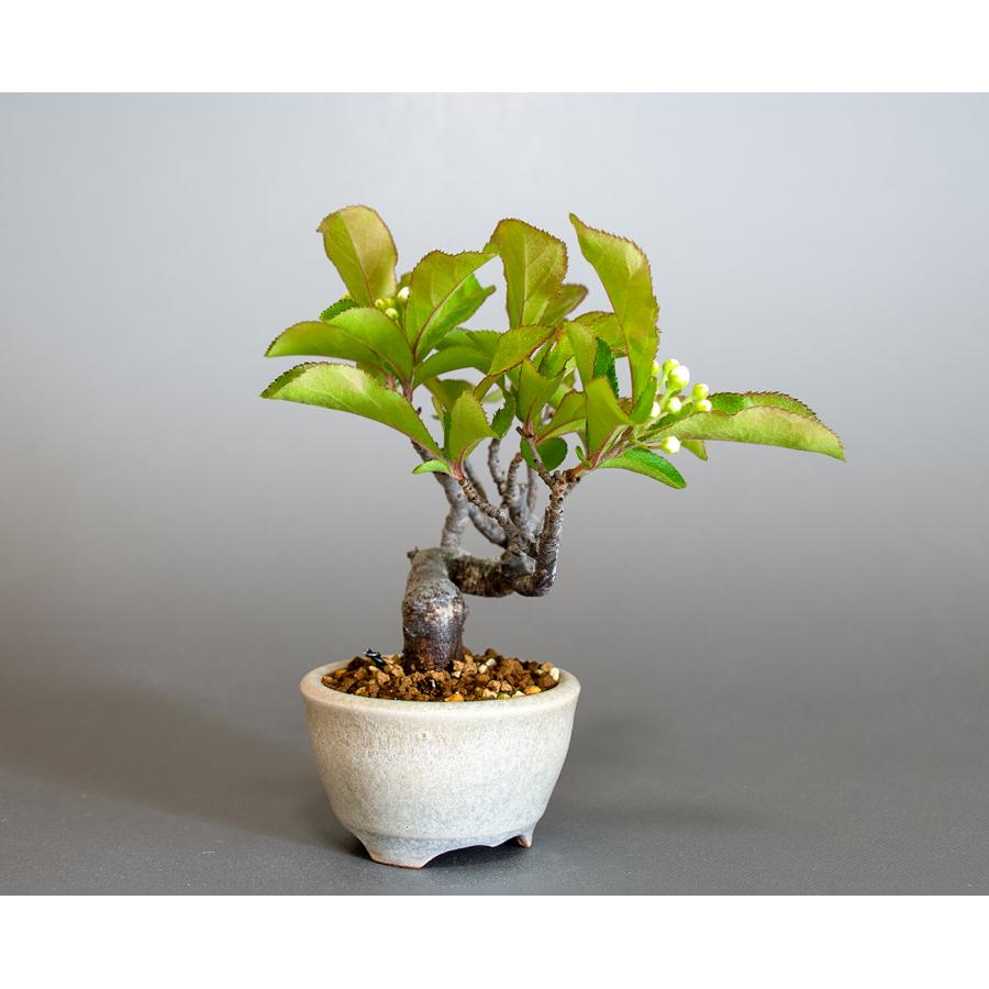 盆栽　カマツカ盆栽　鎌柄（かまつか・ミニ盆栽 日本鎌柄）小さな盆栽　4301 |  | 03