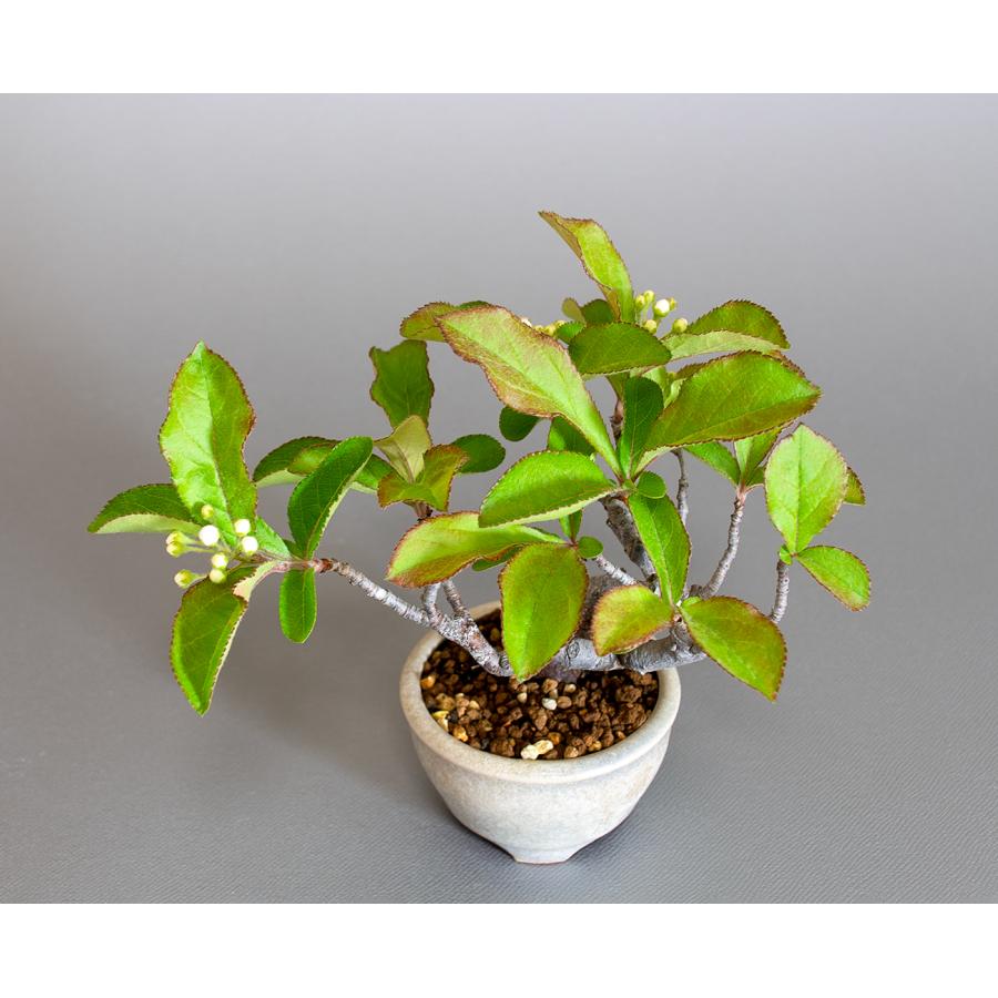 盆栽　カマツカ盆栽　鎌柄（かまつか・ミニ盆栽 日本鎌柄）小さな盆栽　4301 |  | 04