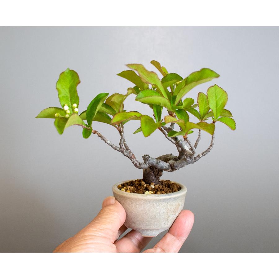 盆栽　カマツカ盆栽　鎌柄（かまつか・ミニ盆栽 日本鎌柄）小さな盆栽　4301 |  | 05