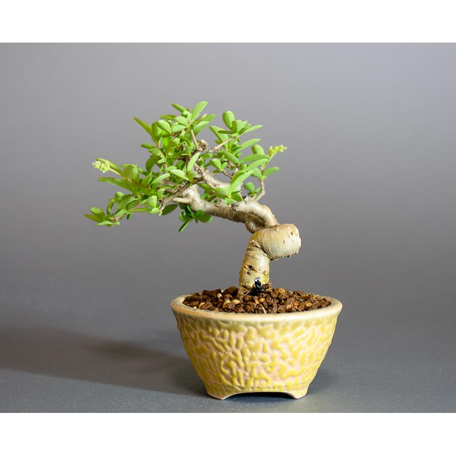 ミニ盆栽　イボタノキ盆栽　水蝋の木（いぼたのき・ミニ盆栽 水蝋の木）小さな盆栽　4302 |  | 01