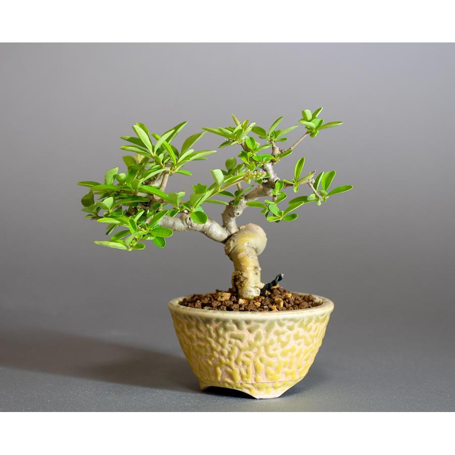 ミニ盆栽 イボタノキ盆栽 水蝋の木（いぼたのき・ミニ盆栽 水蝋の木