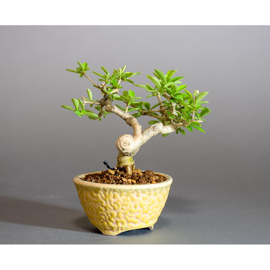 ミニ盆栽 イボタノキ盆栽 水蝋の木（いぼたのき・ミニ盆栽 水蝋の木