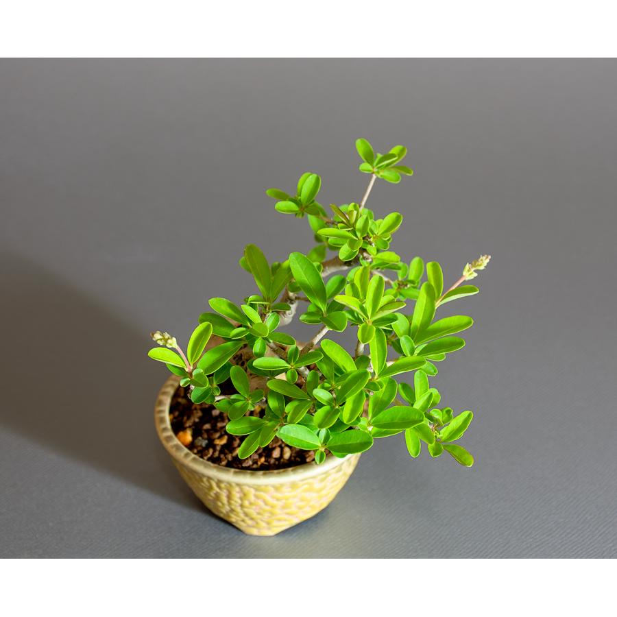 ミニ盆栽　イボタノキ盆栽　水蝋の木（いぼたのき・ミニ盆栽 水蝋の木）小さな盆栽　4302 |  | 04