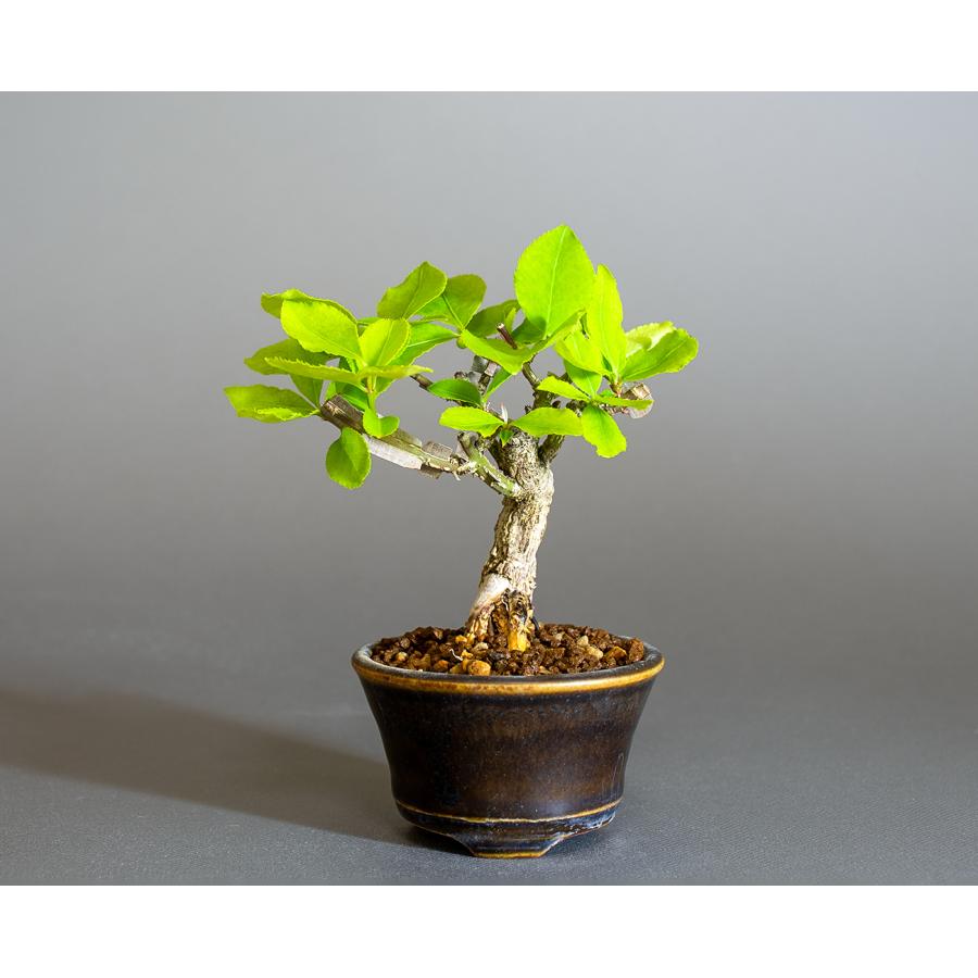 ミニ盆栽　ニシキギ盆栽　錦木（にしきぎ・ミニ盆栽 錦木）小さな盆栽　4303 | 