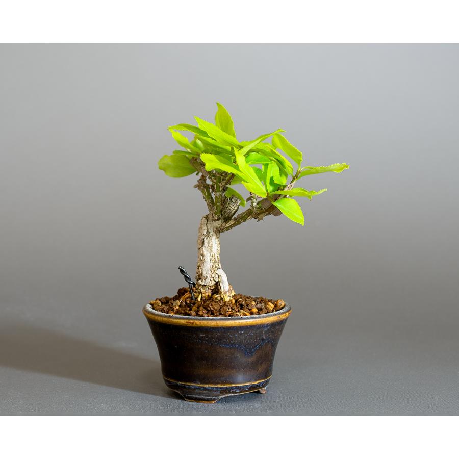 ミニ盆栽　ニシキギ盆栽　錦木（にしきぎ・ミニ盆栽 錦木）小さな盆栽　4303 |  | 03