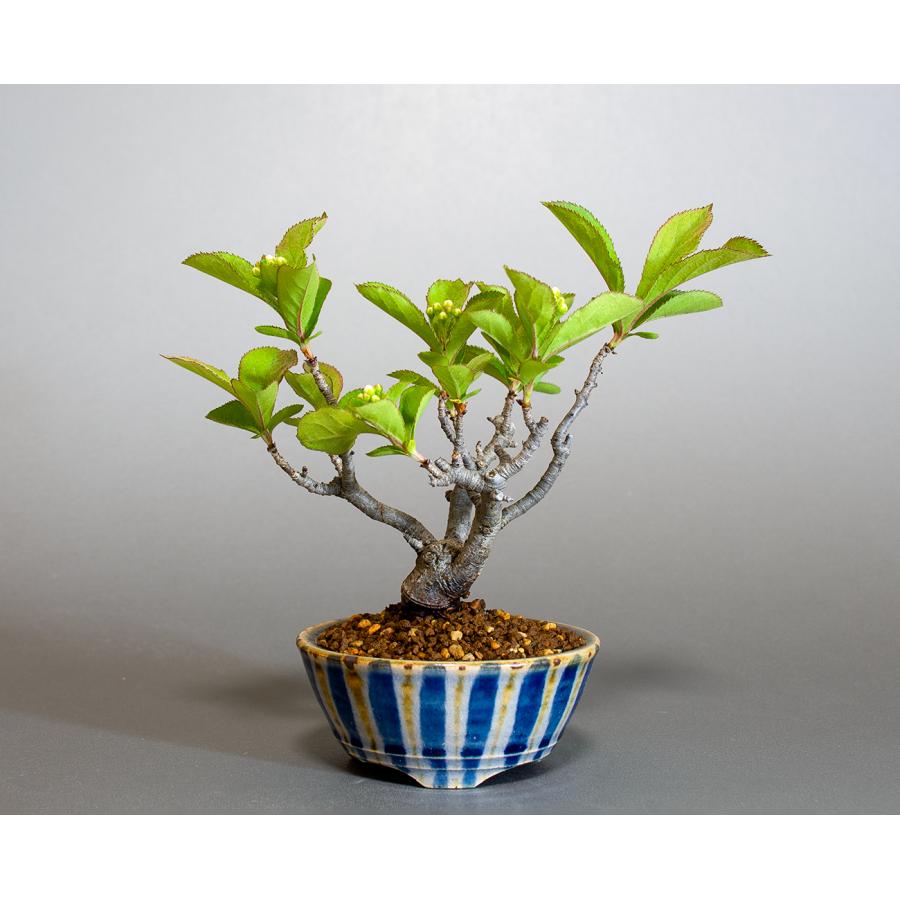 盆栽　カマツカ盆栽　鎌柄（かまつか・ミニ盆栽 日本鎌柄）小さな盆栽　4305 | 