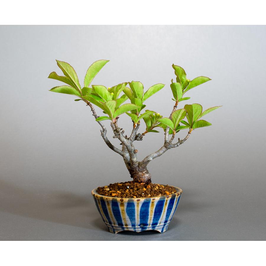 盆栽　カマツカ盆栽　鎌柄（かまつか・ミニ盆栽 日本鎌柄）小さな盆栽　4305 |  | 01