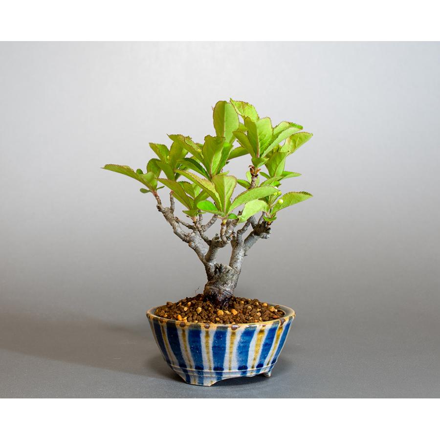 盆栽　カマツカ盆栽　鎌柄（かまつか・ミニ盆栽 日本鎌柄）小さな盆栽　4305 |  | 03