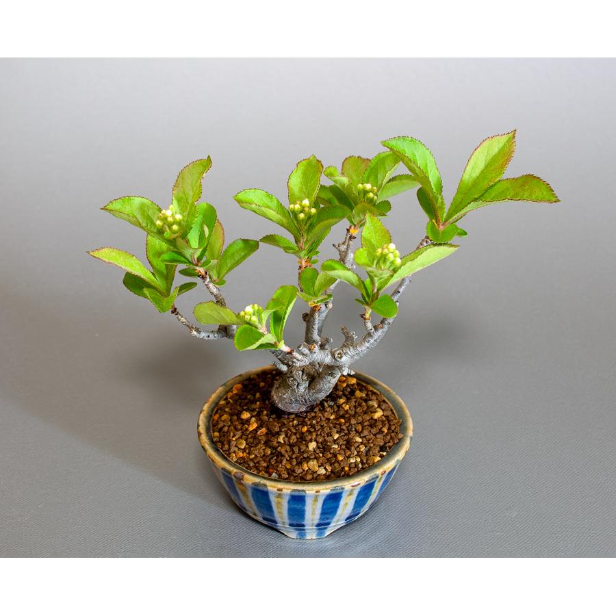 盆栽　カマツカ盆栽　鎌柄（かまつか・ミニ盆栽 日本鎌柄）小さな盆栽　4305 |  | 04
