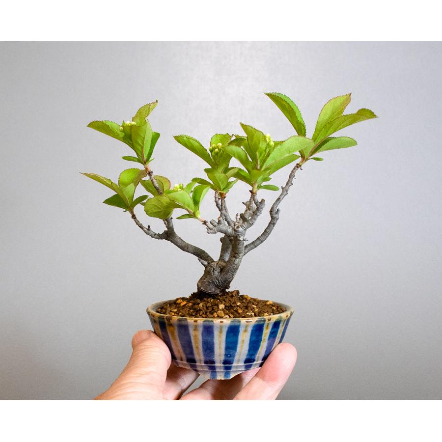盆栽　カマツカ盆栽　鎌柄（かまつか・ミニ盆栽 日本鎌柄）小さな盆栽　4305 |  | 05