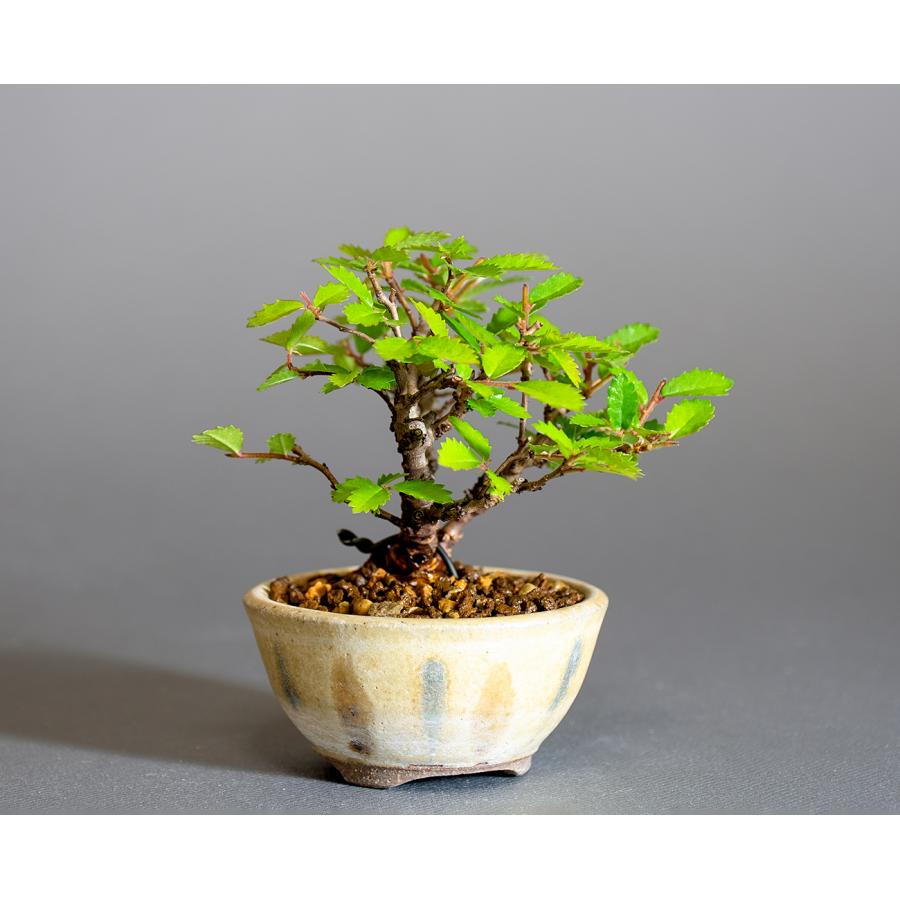 小品盆栽　楡欅　極太　模様木　極上品　山秋の高価鉢付き　★直ぐ飾れます 小品盆栽 楡欅 極太 模様木 極上品 山秋の高価鉢付き ☆