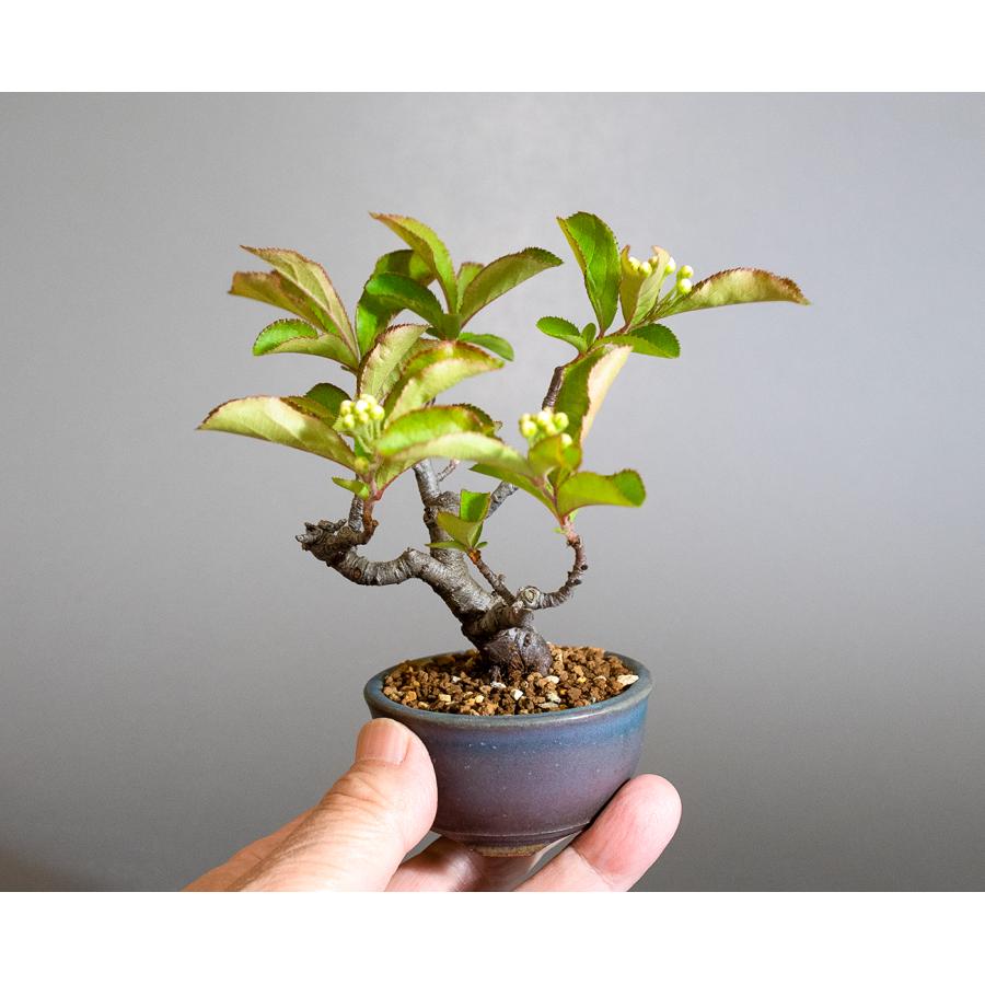盆栽　カマツカ盆栽　鎌柄（かまつか・ミニ盆栽 日本鎌柄）小さな盆栽　4309 |  | 05
