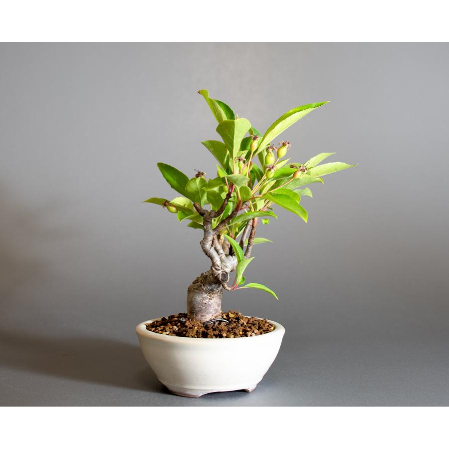 盆栽　ミヤマカイドウ　姫美好（ヒメビコウ・深山海棠）小さな盆栽　4311 |  | 02