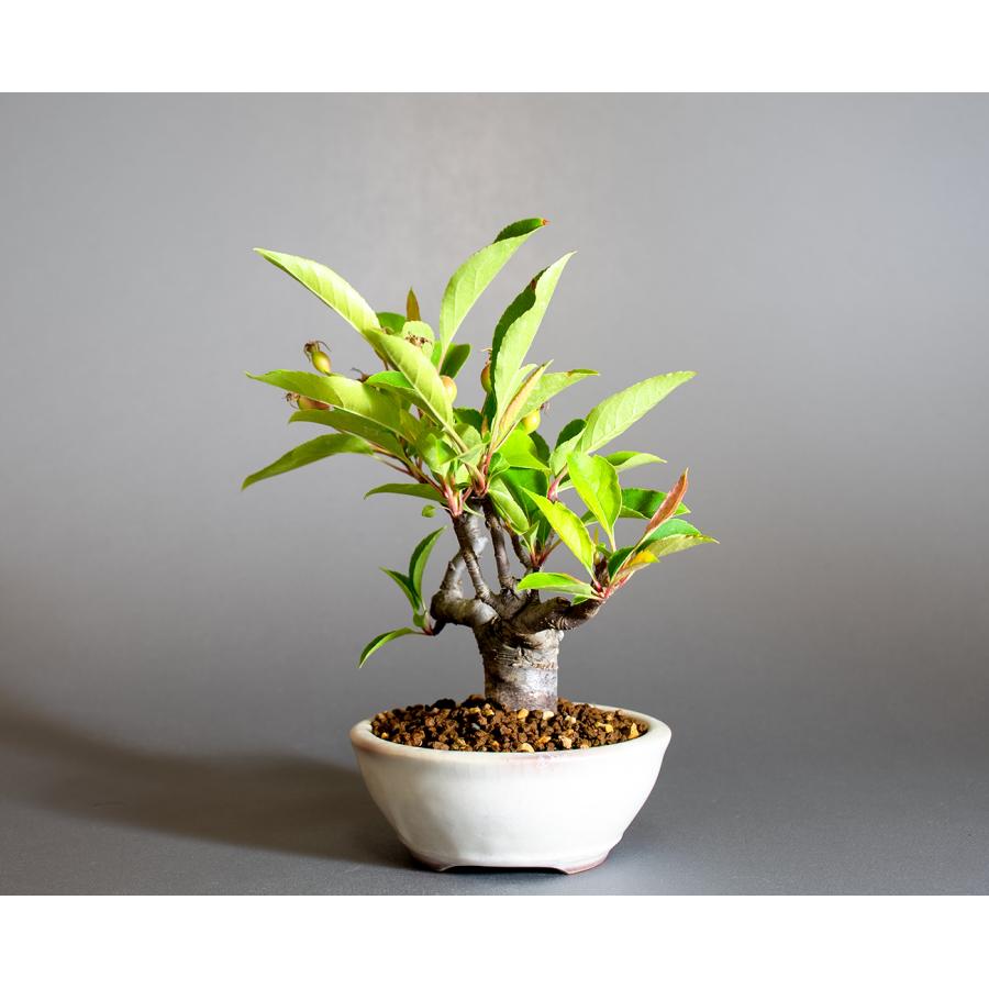 盆栽　ミヤマカイドウ　姫美好（ヒメビコウ・深山海棠）小さな盆栽　4311 |  | 03