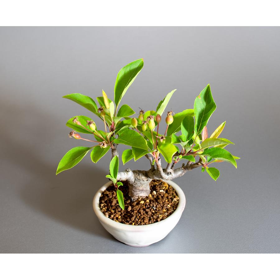 盆栽　ミヤマカイドウ　姫美好（ヒメビコウ・深山海棠）小さな盆栽　4311 |  | 04