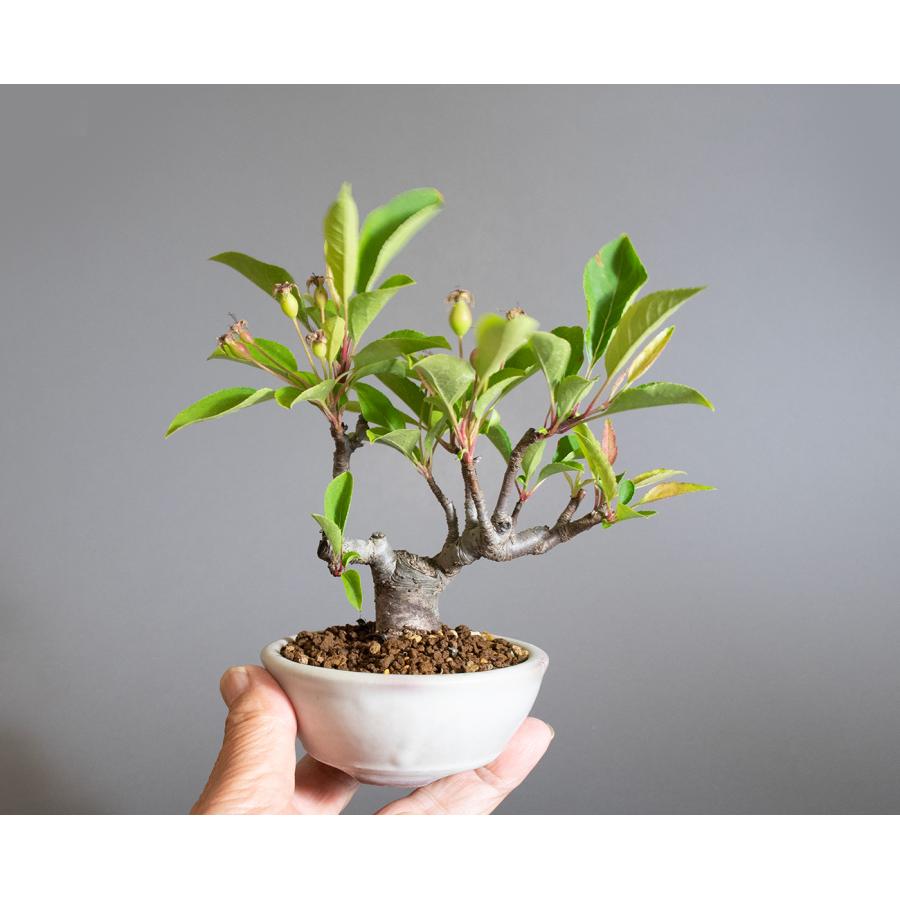 盆栽　ミヤマカイドウ　姫美好（ヒメビコウ・深山海棠）小さな盆栽　4311 |  | 05