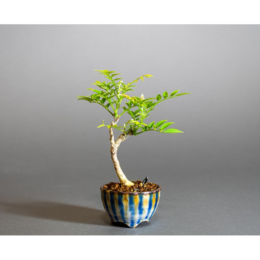 盆栽　コフジ盆栽（こふじ・ミニ 小藤盆栽）小品盆栽　4312 | 