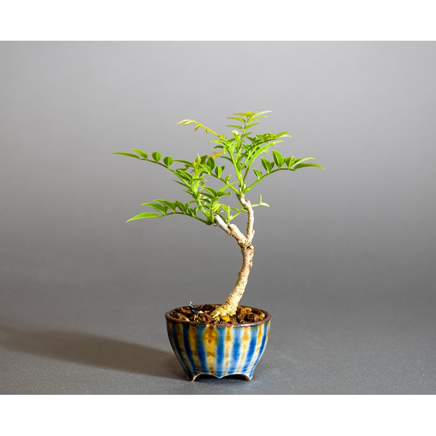盆栽　コフジ盆栽（こふじ・ミニ 小藤盆栽）小品盆栽　4312 |  | 01