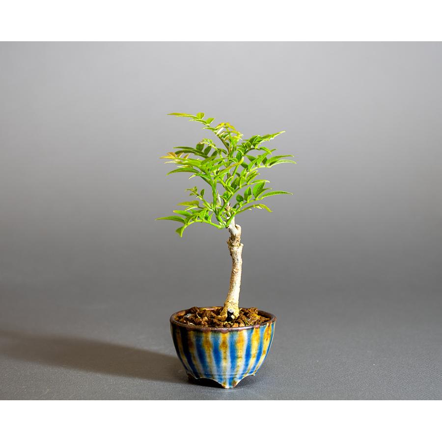 盆栽　コフジ盆栽（こふじ・ミニ 小藤盆栽）小品盆栽　4312 |  | 02