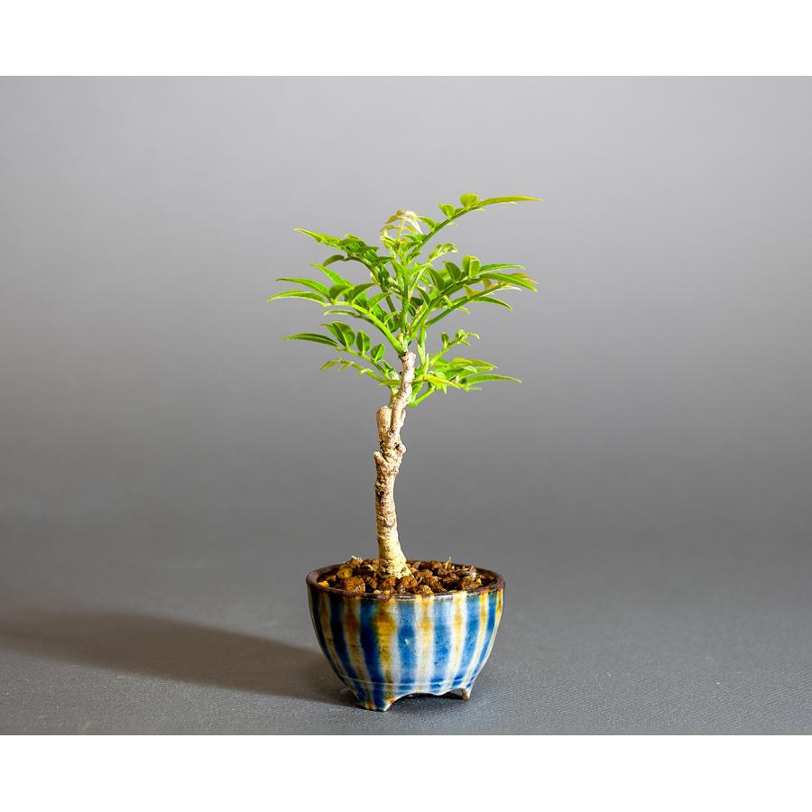 盆栽　コフジ盆栽（こふじ・ミニ 小藤盆栽）小品盆栽　4312 |  | 03
