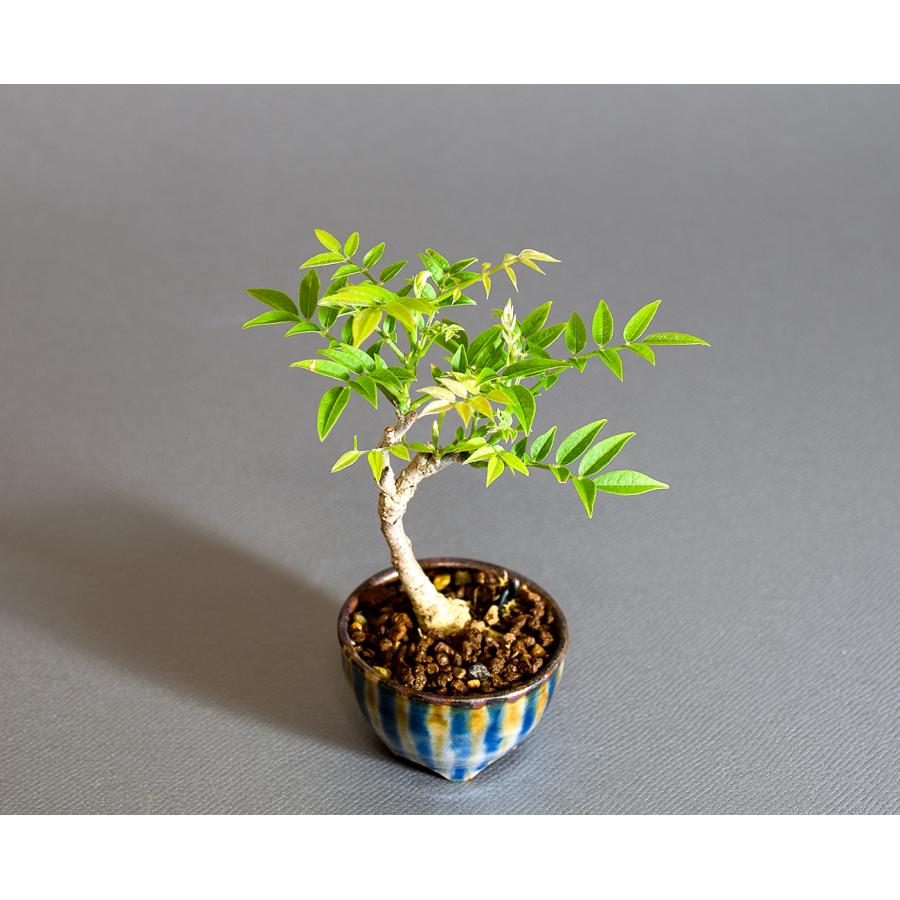 盆栽　コフジ盆栽（こふじ・ミニ 小藤盆栽）小品盆栽　4312 |  | 04