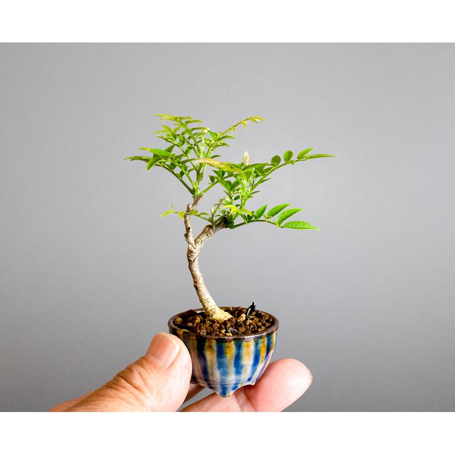 盆栽　コフジ盆栽（こふじ・ミニ 小藤盆栽）小品盆栽　4312 |  | 05