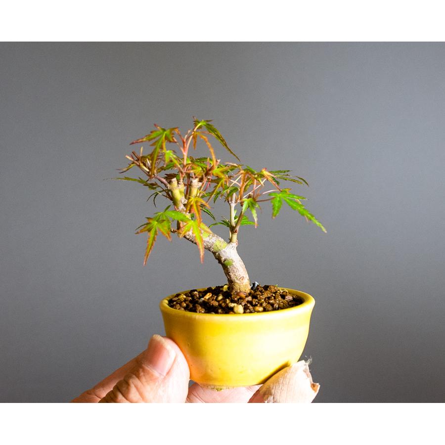 豆盆栽 織姫もみじ盆栽（おりひめもみじ・ミニ盆栽 織姫もみじ）小さな