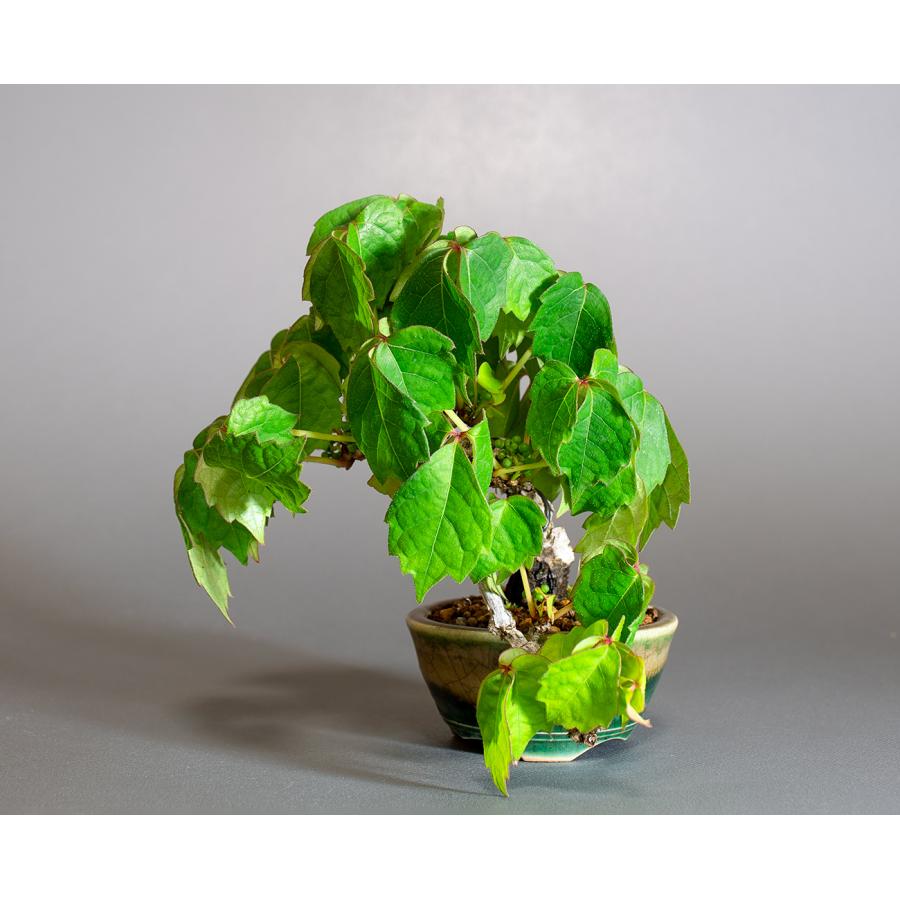 盆栽　ツタ盆栽　ナツ蔦（つた・ミニ盆栽 夏蔦）小さな盆栽　4315 | 
