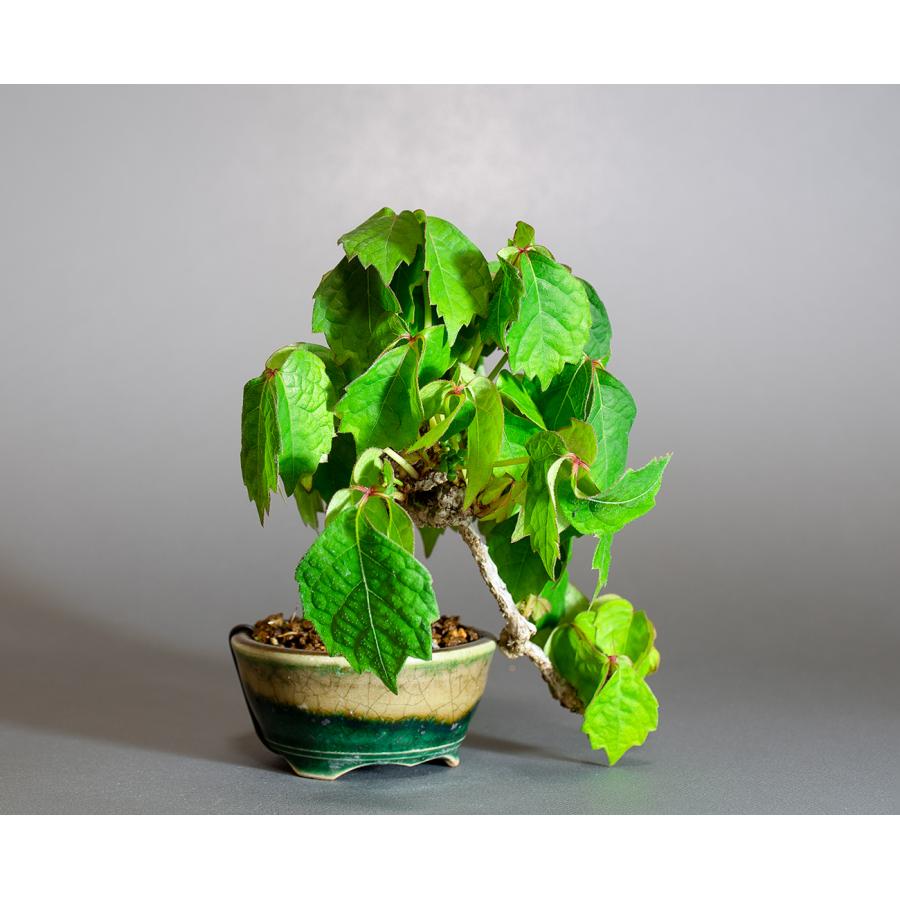 盆栽　ツタ盆栽　ナツ蔦（つた・ミニ盆栽 夏蔦）小さな盆栽　4315 |  | 03