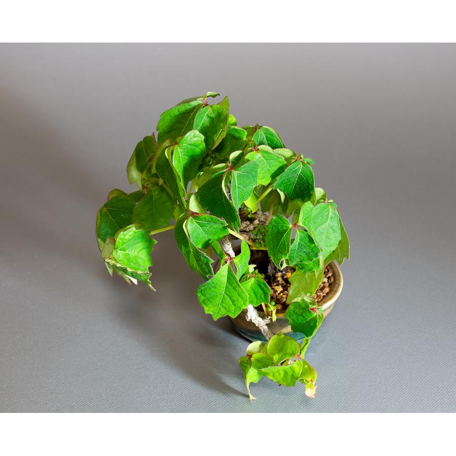 盆栽　ツタ盆栽　ナツ蔦（つた・ミニ盆栽 夏蔦）小さな盆栽　4315 |  | 04