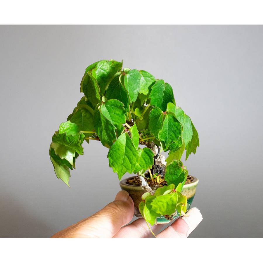 盆栽　ツタ盆栽　ナツ蔦（つた・ミニ盆栽 夏蔦）小さな盆栽　4315 |  | 06