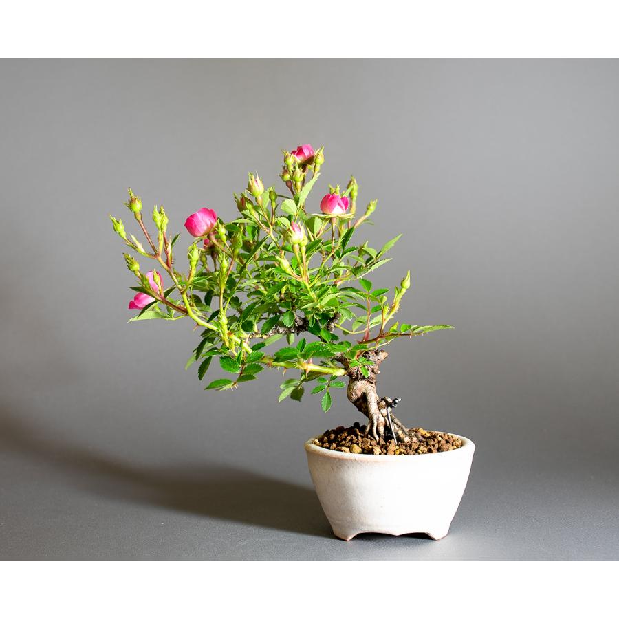 ミニ盆栽　雅バラ盆栽　野薔薇（みやびばら・小さな盆栽 雅バラ）小盆栽　4316 |  | 01