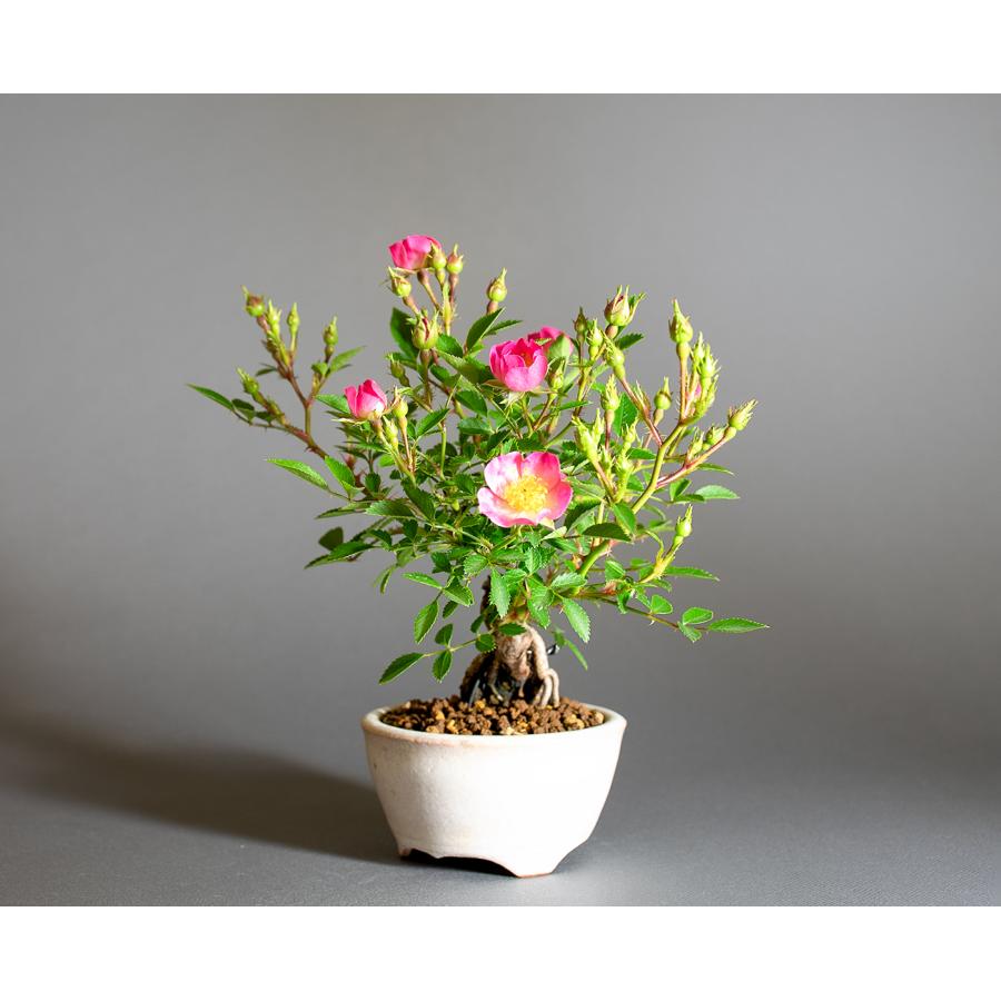 小品 ミニ盆栽 ミニバラ雅 根上がり 楽天市場】野バラ - 雅 - 小品盆栽 根上り（4.5号撫角鉢